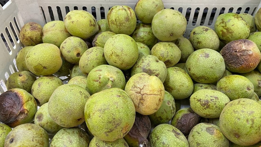 خسرنا 10 آلاف من أفخر أشجار الجوز بسبب اشتباكات تركيا والبككة – العمادية