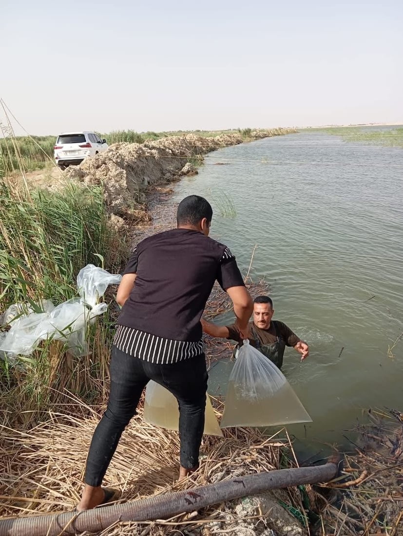شبوط وكارب في بحر النجف.. إطلاق أكثر من 5 ملايين إصبعية بهور الفتحة (صور)
