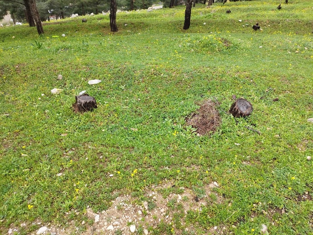 ژینگه‌ى هه‌ڵه‌بجه‌ له‌ بڕینى چه‌ند دارێكى بەته‌مه‌ن ده‌پێچێته‌وه‌