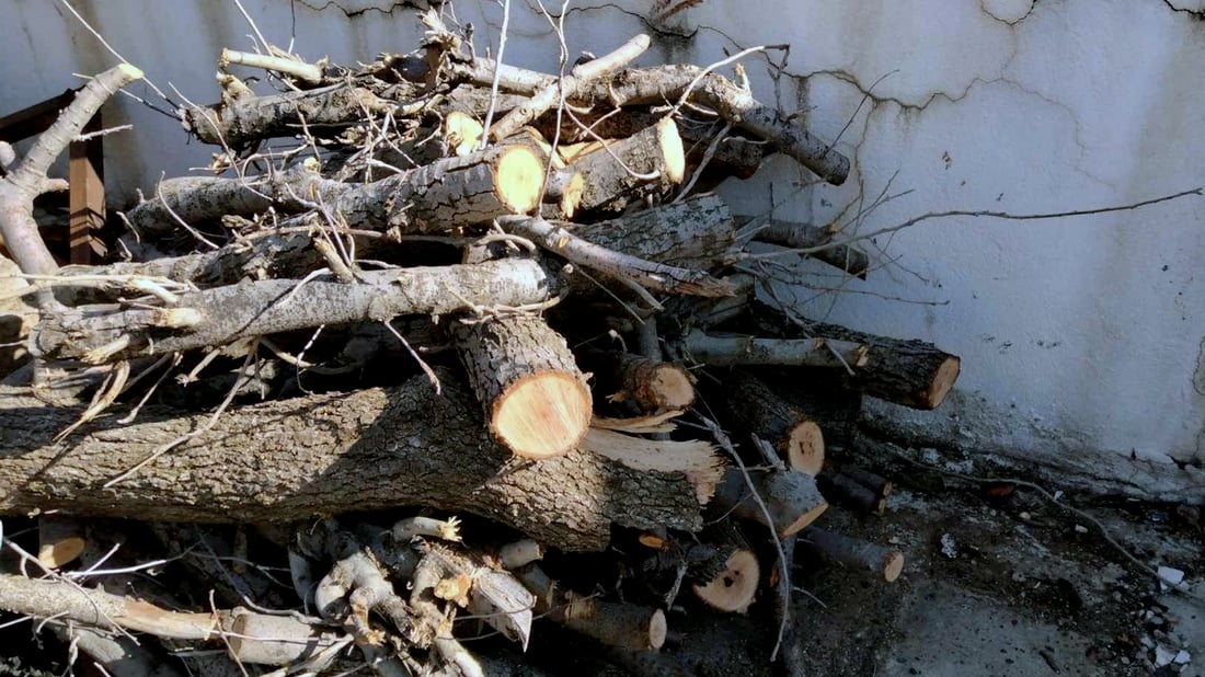 كه‌سێك به‌تۆمه‌تى بڕینى دارى تەمەن 15 ساڵان ده‌ستگیركرا