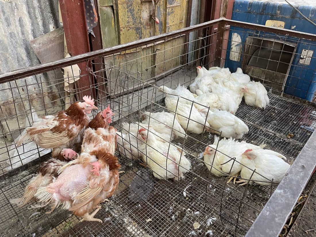 صور: دجاج “الشرش” وصل سوق القرنة.. رخيص ولا أحد يشتري الأحمر