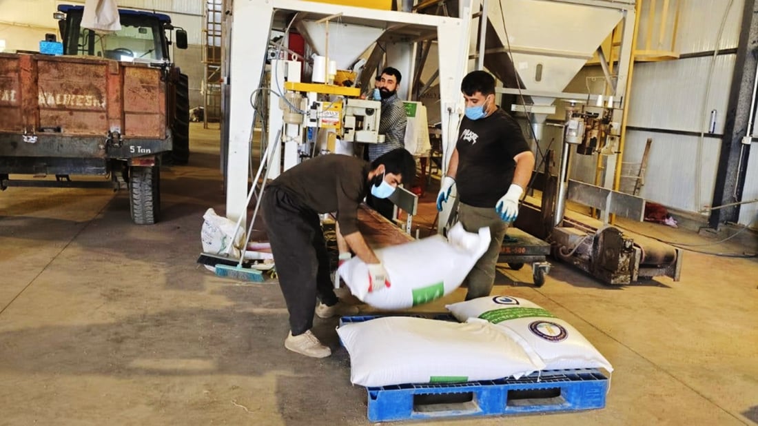 هه‌رێم 10 هەزار تۆن بنەتۆوی گەنمى خۆماڵی له‌ حوتیاران دەكڕێتەوە