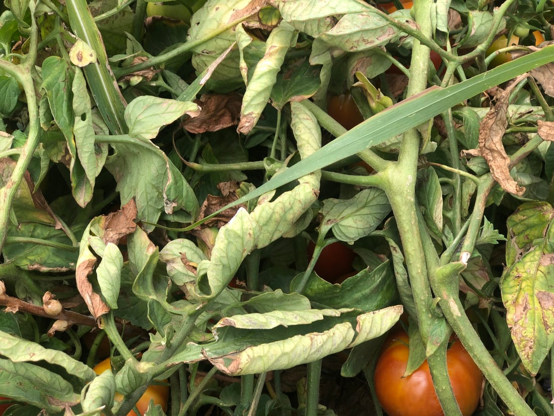 ئەندازیارێکی کشتوکاڵی هۆشداری بە جوتیارانی پێنجوێن دەدات دوای بارانبارین