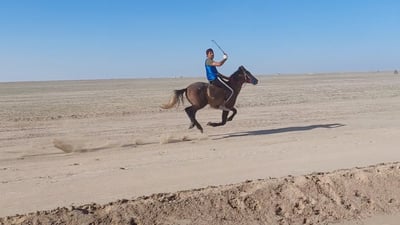 شاهد جمال الخيول العربية في سوق الشيوخ.. 5 محافظات تتنافس عند “تل اللحم”