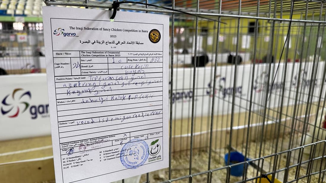 صور: دجاجة بصراوية وديك أربيلي أجمل طيرين في العراق.. مسابقة بإشراف تركي