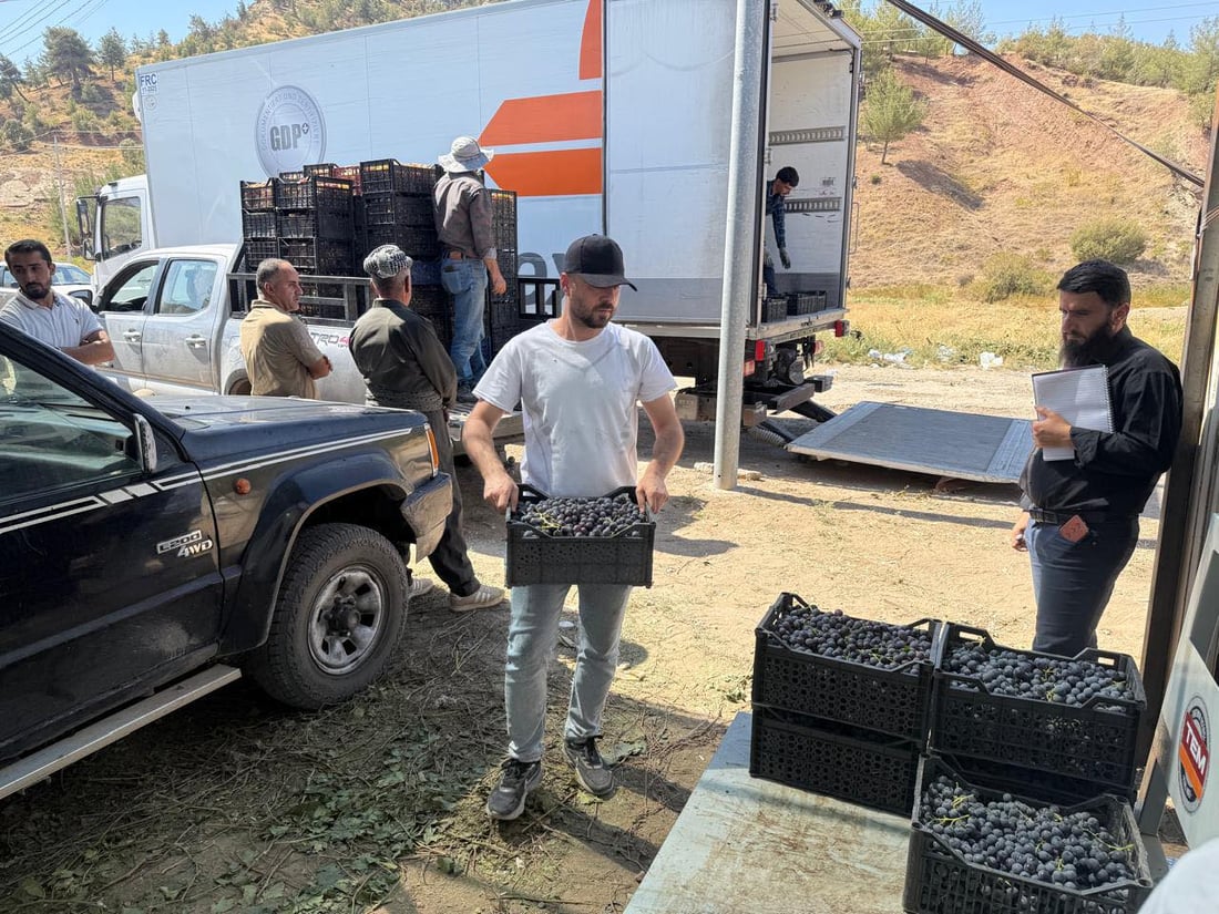 كۆمپانیایه‌كی خۆماڵی 6000 تۆن ترێ له‌ جوتیارانى دهۆک ده‌كڕێته‌وه‌