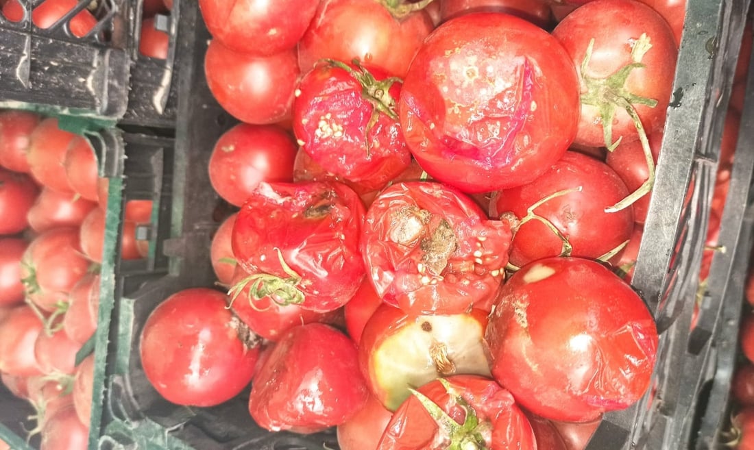 لە مەرزی تەوێڵە – شوشمێ دەستگیرا بەسەر زیاتر لە13 تۆن تەماتەدا