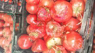 لە مەرزی تەوێڵە – شوشمێ دەستگیرا بەسەر زیاتر لە13 تۆن تەماتەدا