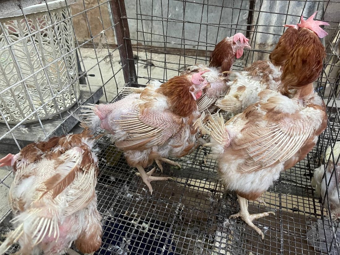 صور: دجاج “الشرش” وصل سوق القرنة.. رخيص ولا أحد يشتري الأحمر