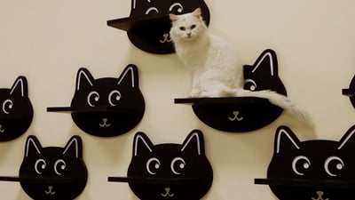 Cat café opens in Baqubah, offering safe space for pet lovers