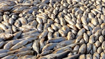 ژمارەیەکی زۆر ماسی لە بەنداوی دەربەندیخان مرداربوونەتەوە