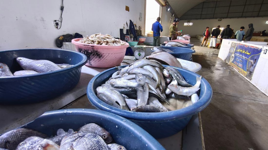 الروبيان يسيطر على مبيعات النقعة الجمعة.. صيادو الفاو وفروا المزلبگ والشحيمي