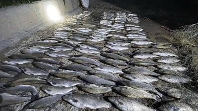 دەربەندیخان؛ دەست بەسەر 185 ماسی راوکراودا گیرا