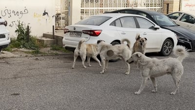 دانیشتووانی گەڕەكی سلێمانی تازە بەدەست سەگی بەرەڵاوە گرفتارن