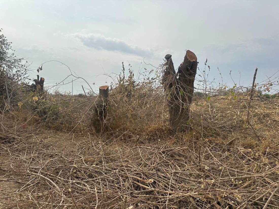 ده‌ست به‌سه‌ر ژوورێكى پڕ له‌ داری بڕاوەدا گیرا