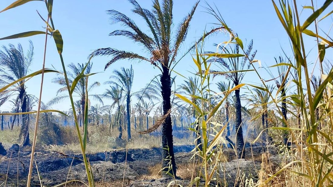 Fire destroys 100 palm trees in Al-Huwash orchard