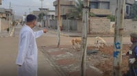 بە پێدانى سەر و قاچى مریشکى ژەهراوى 200 سەگى بێلانەیان ل...