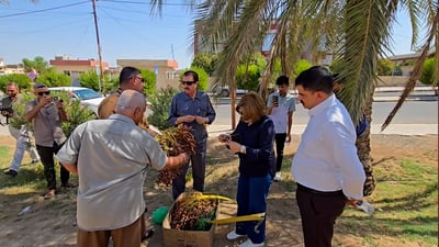 فيديو: إصرار مصلاوي رغم شكوك.. تلكيف تزرع النخل والتمر بذمة المدير