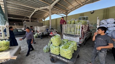 نۆبەرەی بەرهەمە کشتوکاڵییەکانی هاوین لە تەقتەق پێگەیشتووە