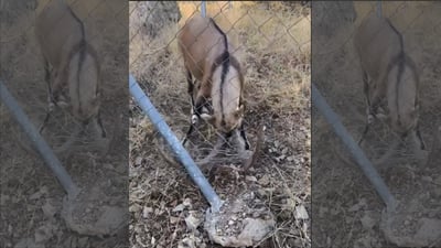 له ‌بارزان چه‌ند ئاژه‌ڵدۆستێك نێرییه‌كى كێویان رزگار كرد