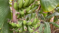 First for Najaf as bananas grown in local greenhouses