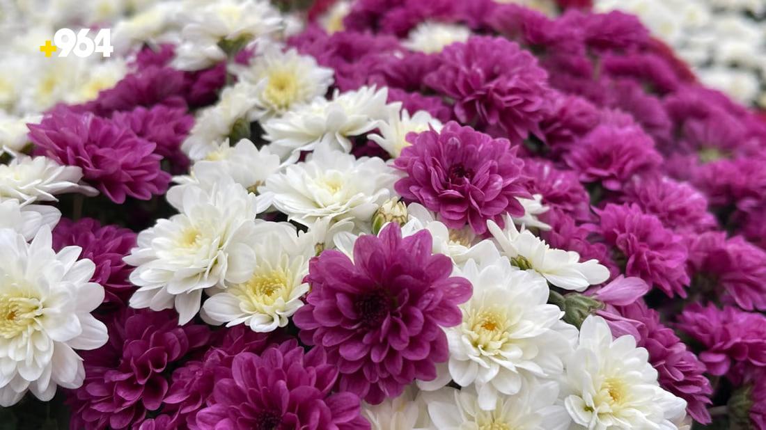 964mediaصورة من منصة (شبكة): 