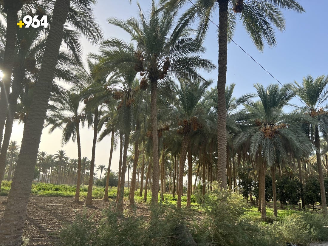 صور ساحرة من حديثة: البساتين خلابة والفلاحون ينتظرون “الحصاد الذهبي”