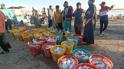 فيديو من مزاد النقعة: صيد وفير من بحر العراق.. الزبيدي مفضل والصبور نادر وغالي