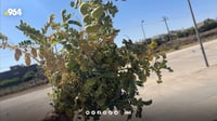صور: حصاد عقرة من الحمّص بأنواعه الثلاثة.. 600 طن مراكشي و...