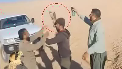 لەبارەی باڵندە “شاهین”ـەکەی گەرمیان داوای رێکار لە ئیدارەی شارەکە کرا