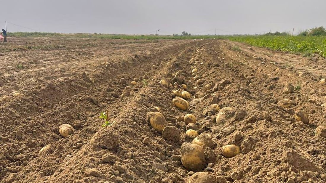 القائم تحتفل بموسم البطاطا: عام رائع وبغداد ستتذوّق حصاد “الديرة” (صور)