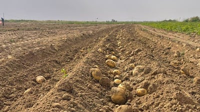 القائم تحتفل بموسم البطاطا: عام رائع وبغداد ستتذوّق حصاد “الديرة” (صور)