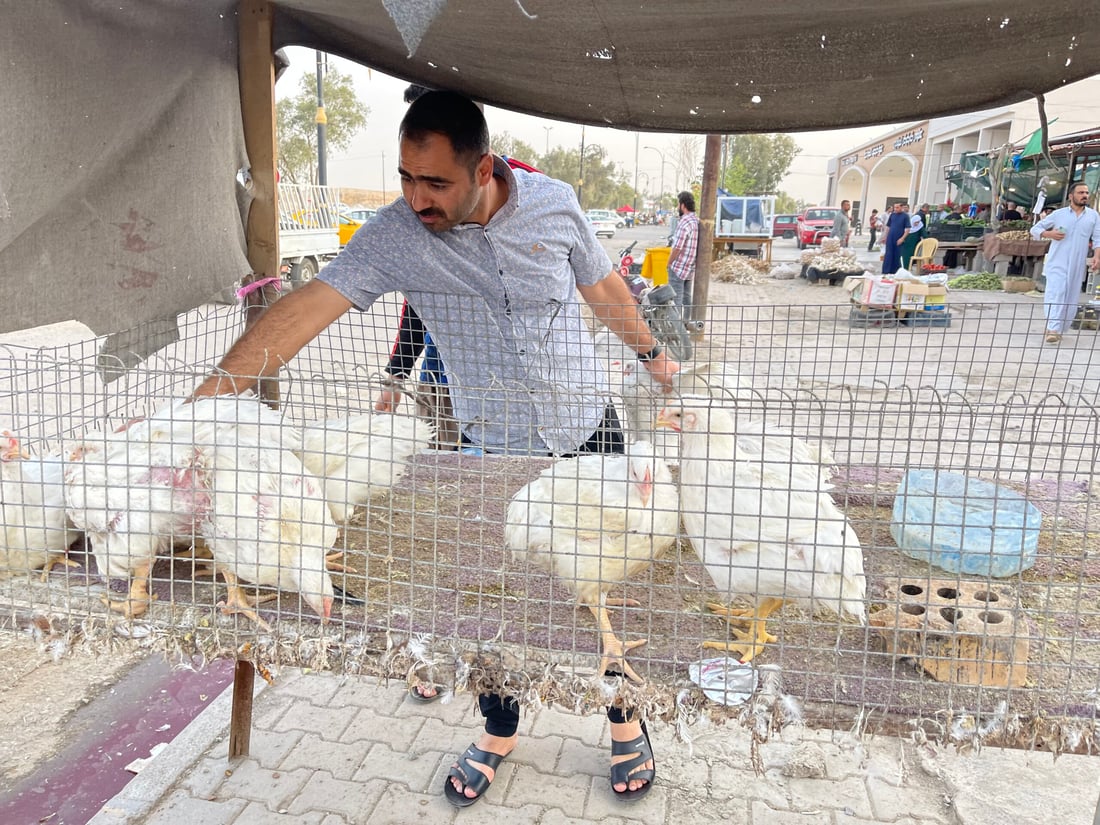 علوة كركوك: الباميا العراقية “مغرورة” بـ4 آلاف.. والمشمش يختفي بسرعة (صور)