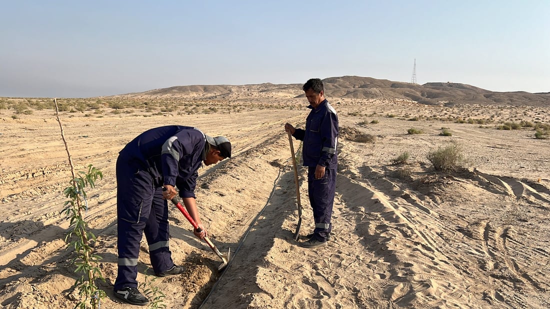 فيديو: سفوان تطوق جبل سنام بـ5 آلاف شجرة من شوك الشام