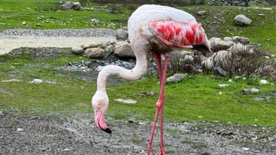 برینی فلامینگۆیەکی نازدار ساڕێژکرا و بە سروشت شاد دەکرێتەوە