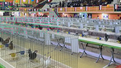 ديك براهما الهندي “ملك الجمال” على 130 من دجاج الزينة في البصرة (فيديو)