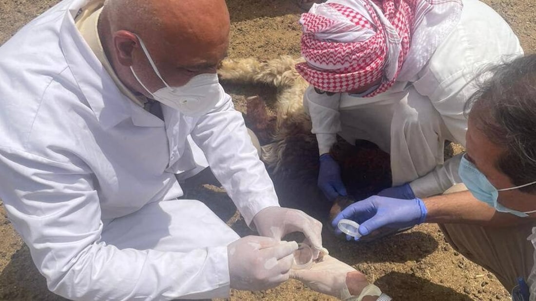 حملة رش وتغطيس في الحويجة بعد تأكيد وفاة سيدة بالحمى النزفية