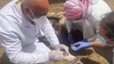 حملة رش وتغطيس في الحويجة بعد تأكيد وفاة سيدة بالحمى النزفية