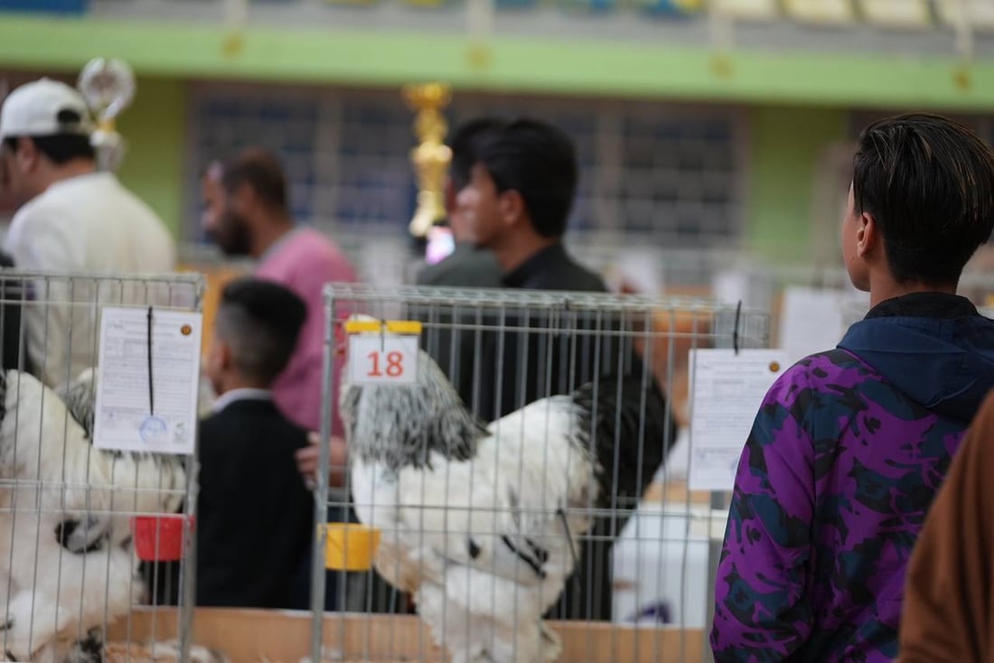 صور: دجاجة بصراوية وديك أربيلي أجمل طيرين في العراق.. مسابقة بإشراف تركي