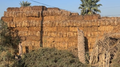 اختفاء “العنبر” عواقبه بلا نهاية.. مواشي المشخاب تتضرر مثل محبي الرز الشهير (صور)