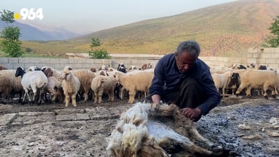 بەهۆی نەبوونی کارگەی رستن و چنین ساڵانە چەندین تۆن خوری بە فیڕۆ دەچێت