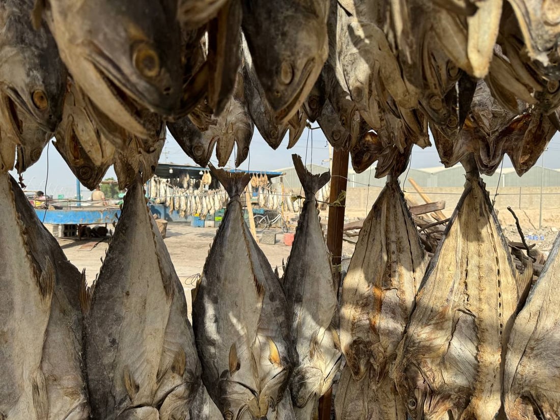البصرة: مشاهد مدهشة تربك السفن والنساء.. بدأ تجفيف السمك و”عيد المسموطة”