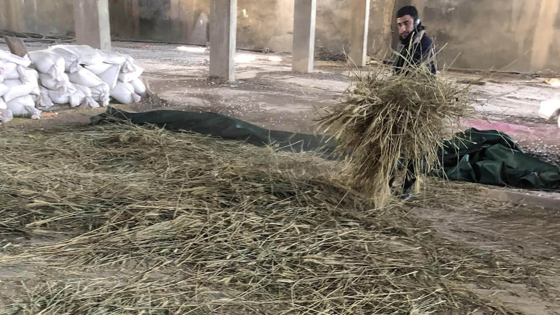 گەنمە زستانییەکەی کۆیە سەرکەوتوو بوو