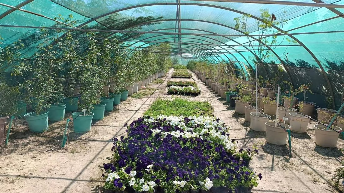 Abu Al-Khaseeb municipality launches major planting campaign