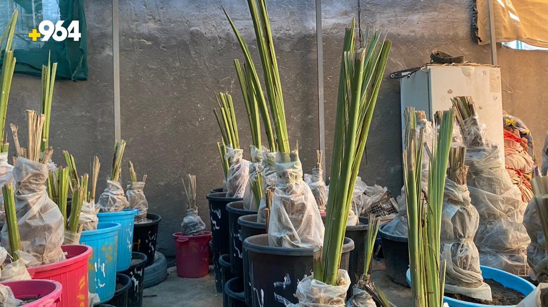 صور من البصرة: “أبو سجاد” يبيع أجود النخيل والسر في مختبرات البرحي و”العجوة”