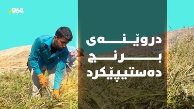 دروێنەی برنجی هەریر و باتاس دەستیپێکرد