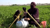 فيديو من بستان ساحر: بنت الكحلاء تستيقظ فجراً.. 