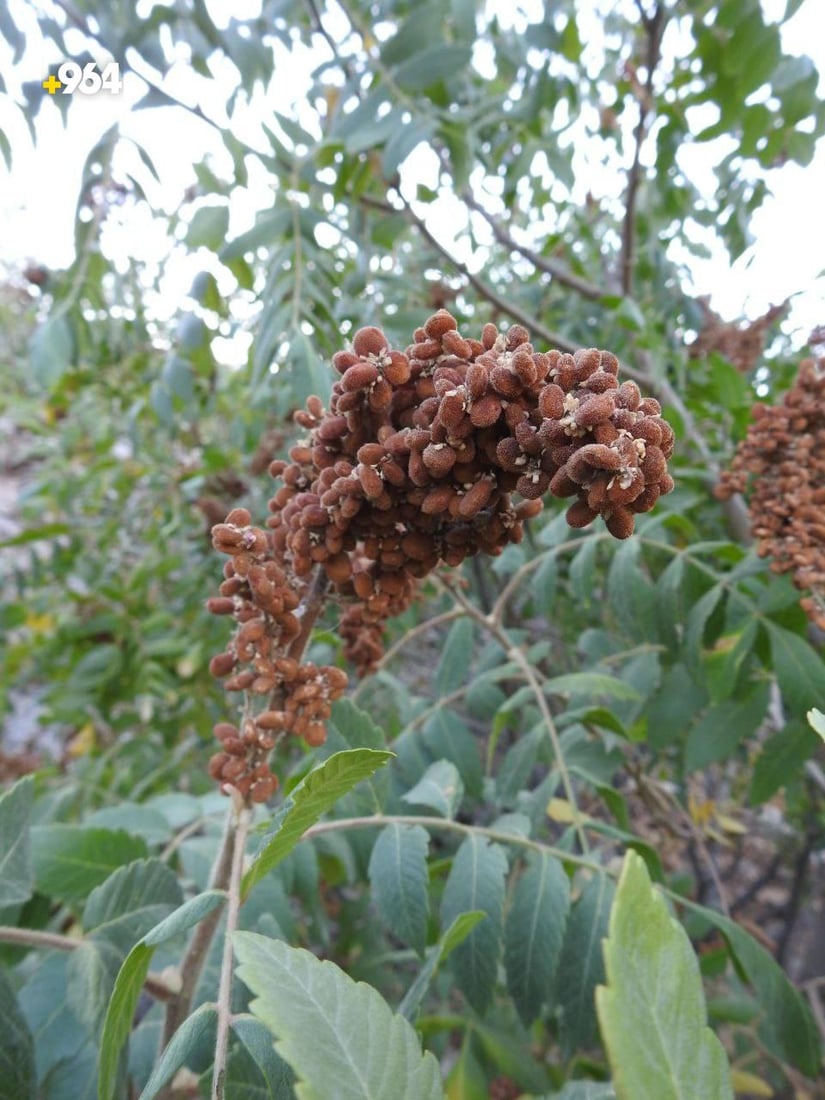 صور: هل رأيت شجرة السماق وثمارها؟ جنوب العراق ينتظر 3 أنواع و5 آلاف طن من دهوك