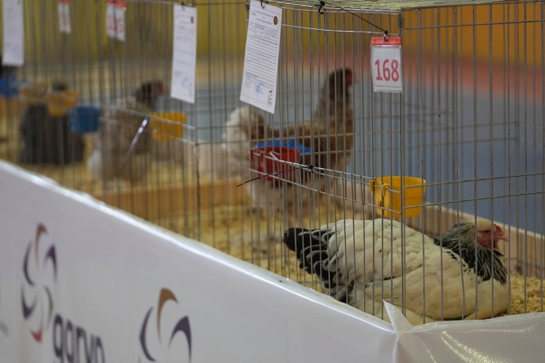 صور: دجاجة بصراوية وديك أربيلي أجمل طيرين في العراق.. مسابقة بإشراف تركي