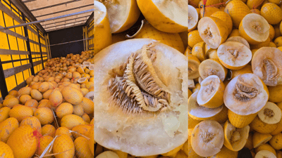 زیاتر لە 10 تۆن کاڵەکی خراپبوو لە مەرزی شۆشمێ دەستی بەسەرداگیرا